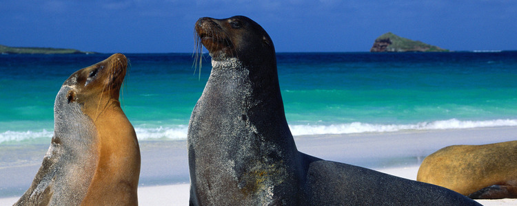 South American Discovery with Galápagos Cruise