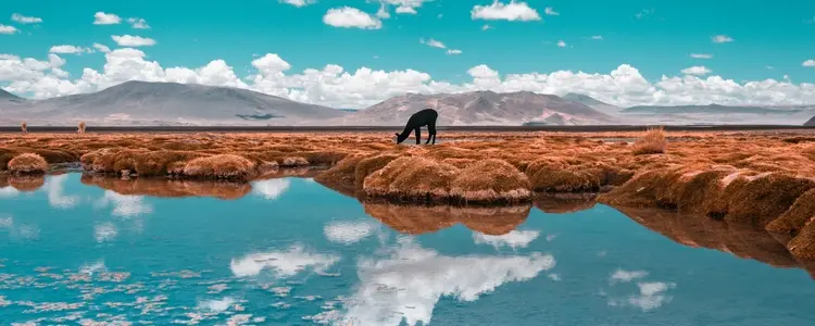 Chile & Northern Patagonia in Depth with the Atacama 