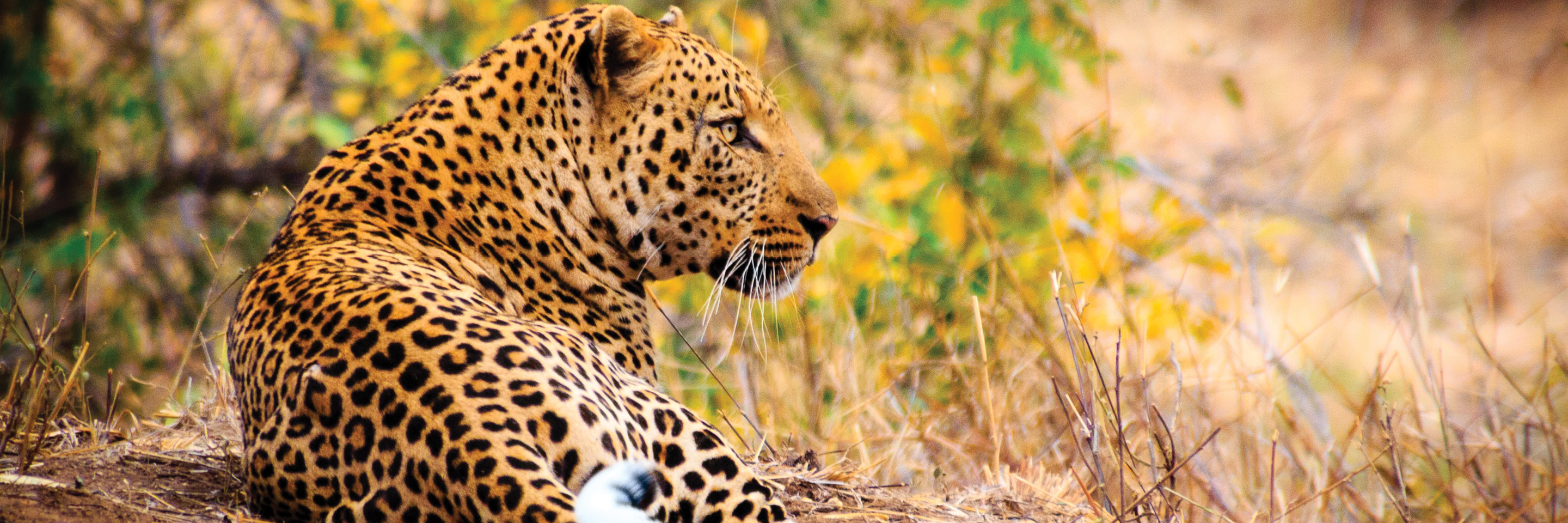 Highlights of South Africa