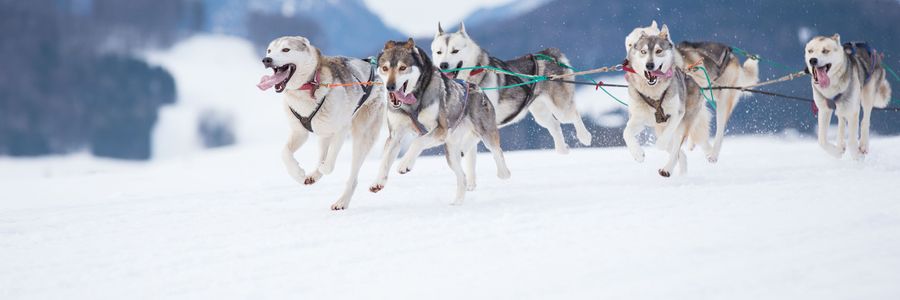 Globus Alaska Tours