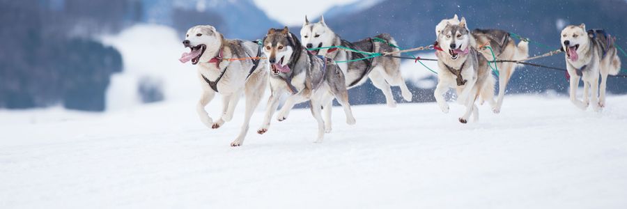 Alaska Siberian Husky Sled race vacations