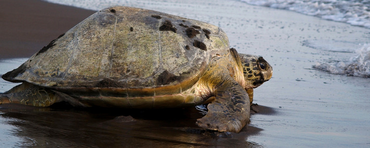 Costa Rica Adventure with Tortuguero