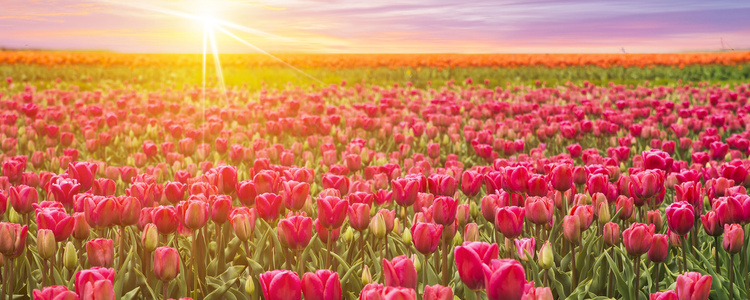 Tulips of Northern Holland