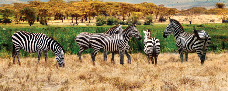 Kenya & Tanzania: The Safari Experience with Nairobi &
  Zanzibar