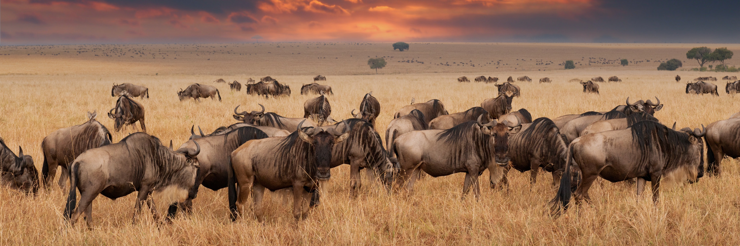 Tanzania_listings_header.jpg