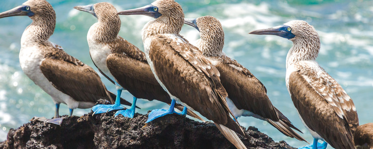 Independent Galapagos at the Finch Bay Resort with Ecuador's Amazon
