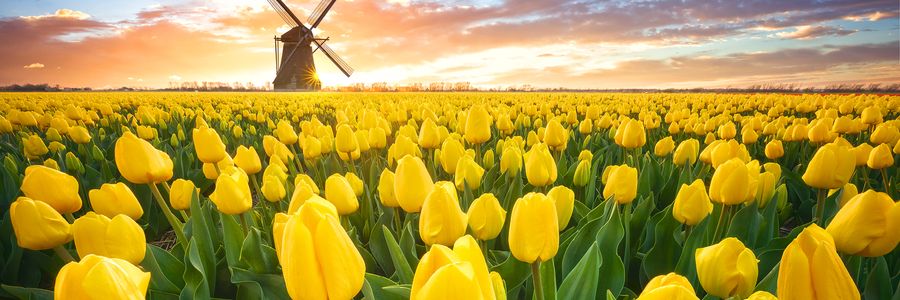 Holland_listings_page_HERO.jpg