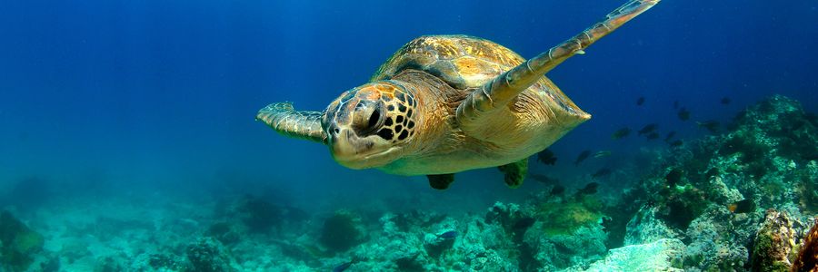 Galapagos Cruising