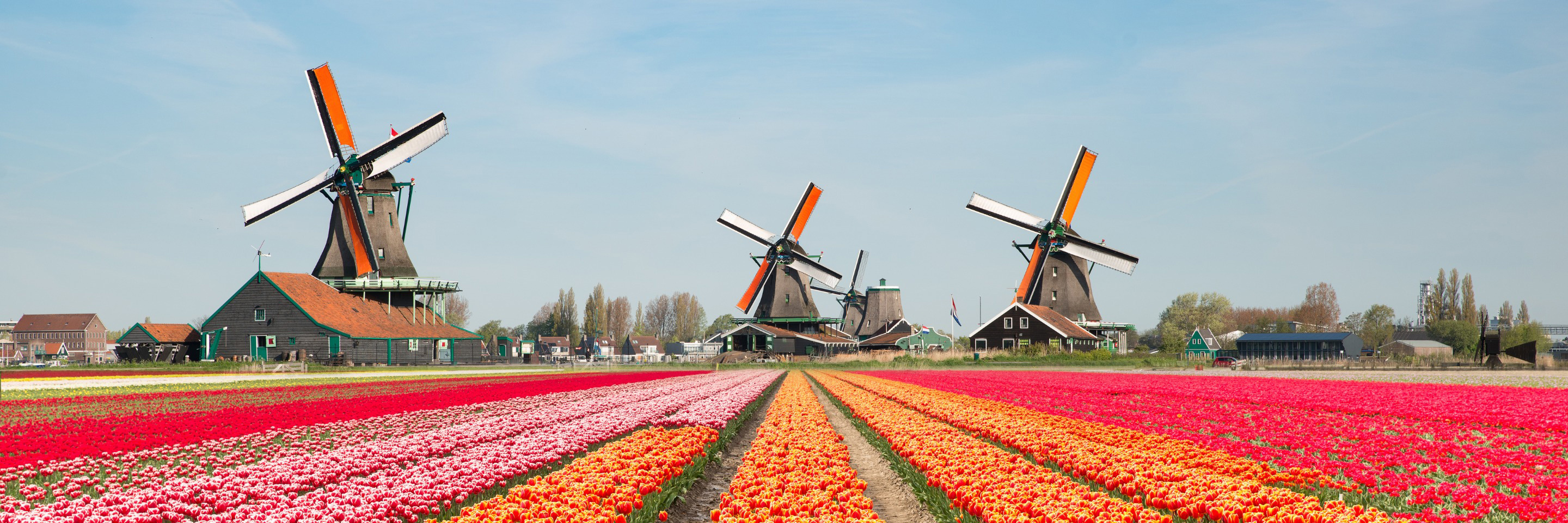<p>Tulips of Northern Holland for Garden &amp; Nature Lovers.</p>
