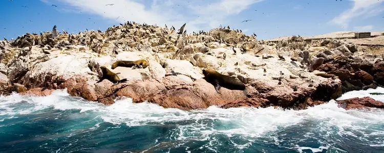 Legacy of the Incas with Peru's Amazon & Galápagos Land Adventure 