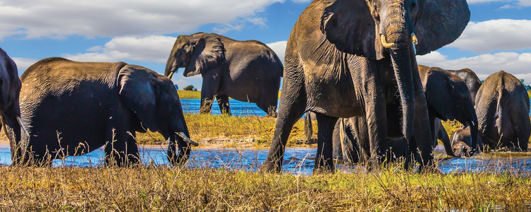 Splendors of South Africa & Victoria Falls with Chobe River Cruise
