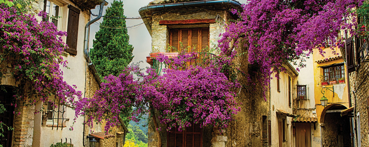 Mediterranean Flavors