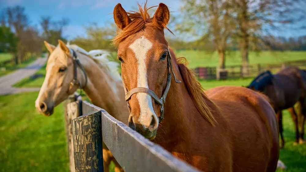 Kentucky Horsefarm