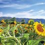 View The Rhone Allure Image Gallery sunflowers
