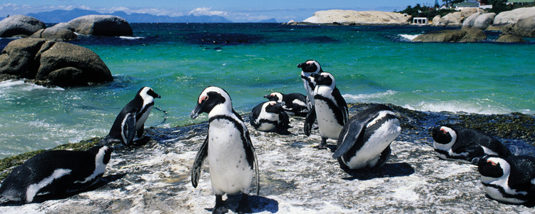 South Africa: From the Cape to Kruger