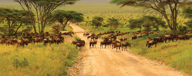 Kenya & Tanzania: The Safari Experience