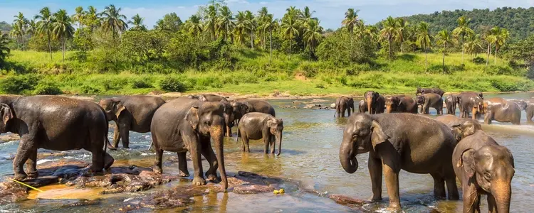 Sri Lanka: Ancient Capitals & Wild Kingdoms