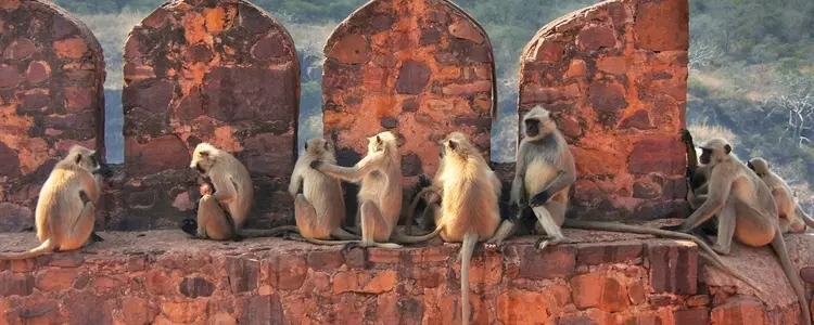 Timeless India: Tigers & Traditions with Dubai
