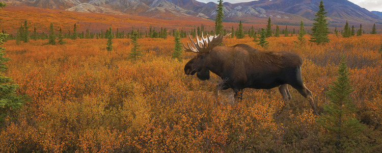 Ultimate Alaska & the Yukon