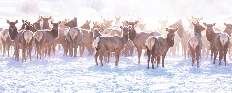 Yellowstone Winter Wonderland