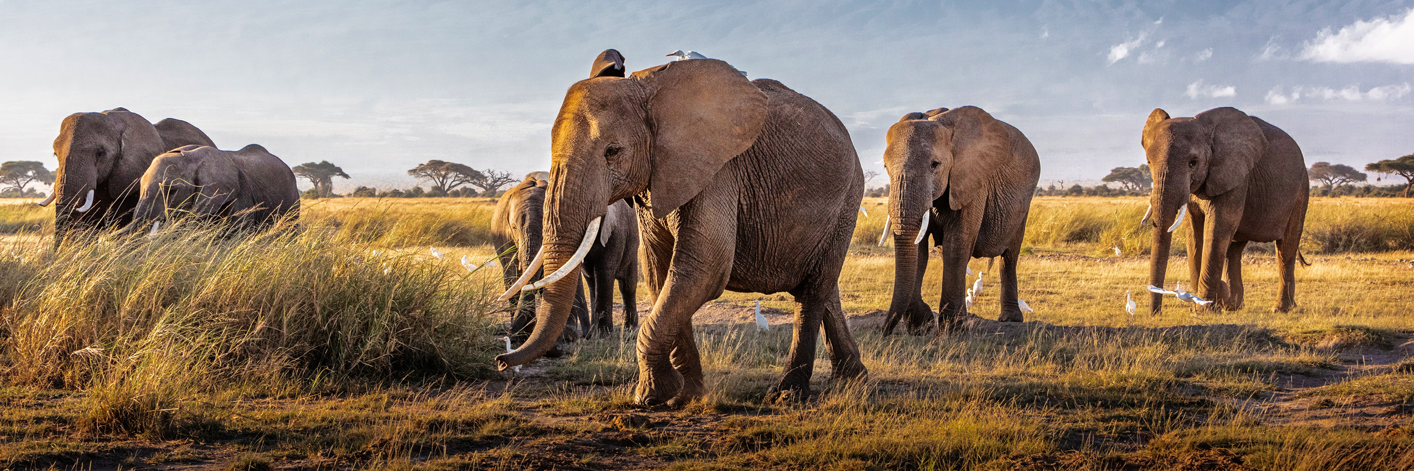 Kenya_listings_header.jpg