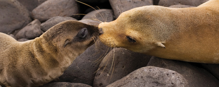 Independent Galapagos at the Finch Bay Resort & Peru
