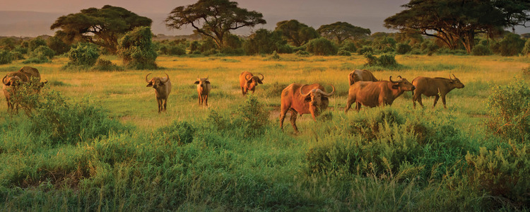 Kenya: A Classic Safari with Nairobi & Amboseli