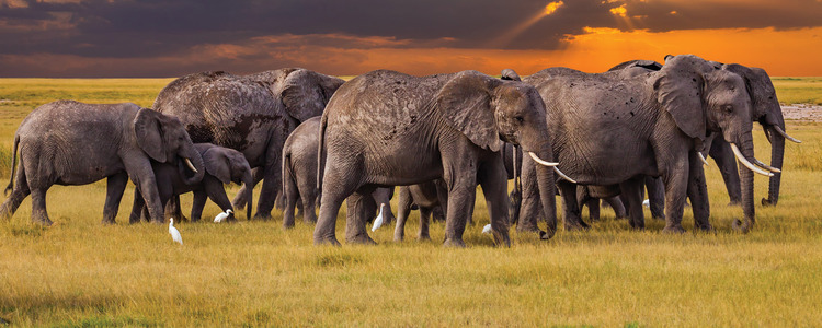 Kenya & Tanzania: The Safari Experience with Zanzibar