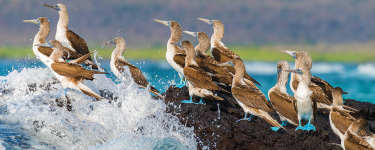 Top 7 Blue Footed Booby Facts - Rainforest Cruises