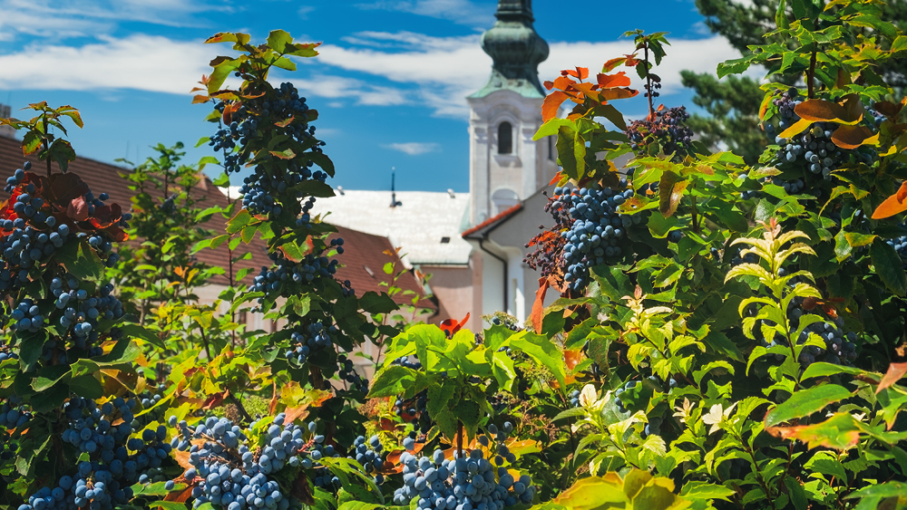 Drinks-Slovakia Wine.jpg