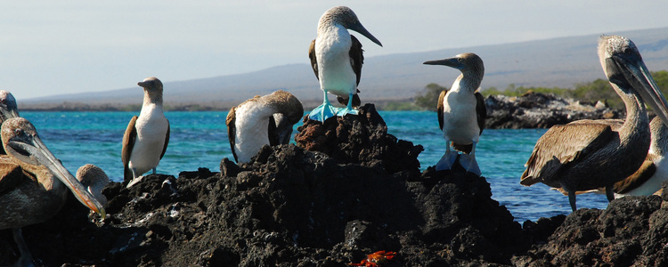 From the Inca Empire to the
  Peruvian Amazon with the Nazca Lines & Galápagos Cruise