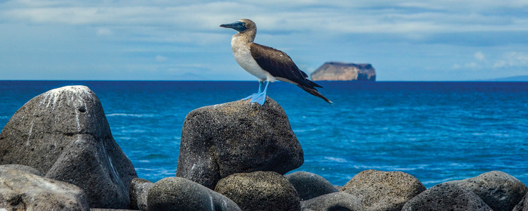 Mysteries of the Inca Empire with Galapagos Cruise