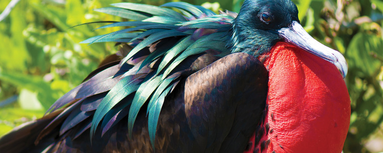 Mysteries of the Inca Empire with Peru's Amazon & Galapagos Cruise