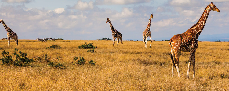 Kenya: A Classic Safari
