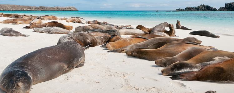 From the Inca Empire to the
  Peruvian Amazon with Galápagos Cruise