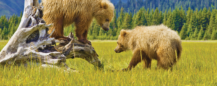 Alaska & the Yukon