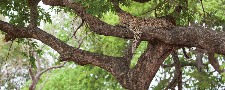South African Sojourn