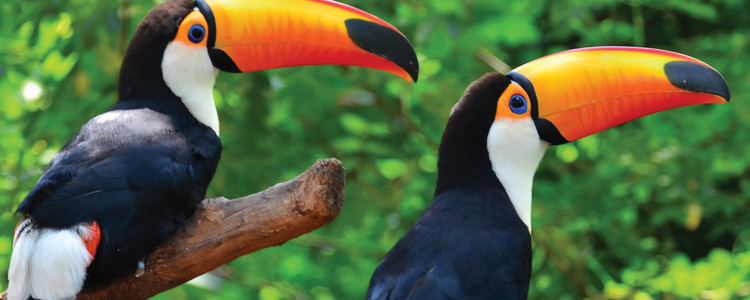 South America Getaway with Amazon, Santiago & Easter
  Island