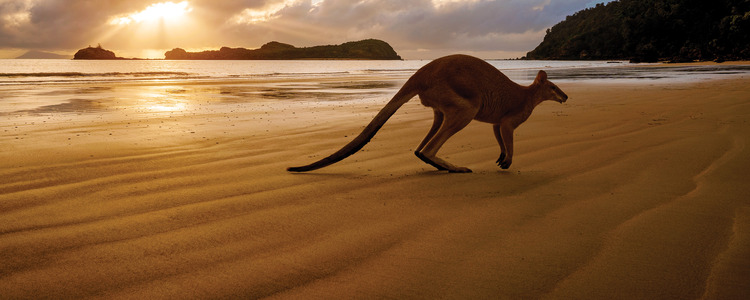 Australian Safari