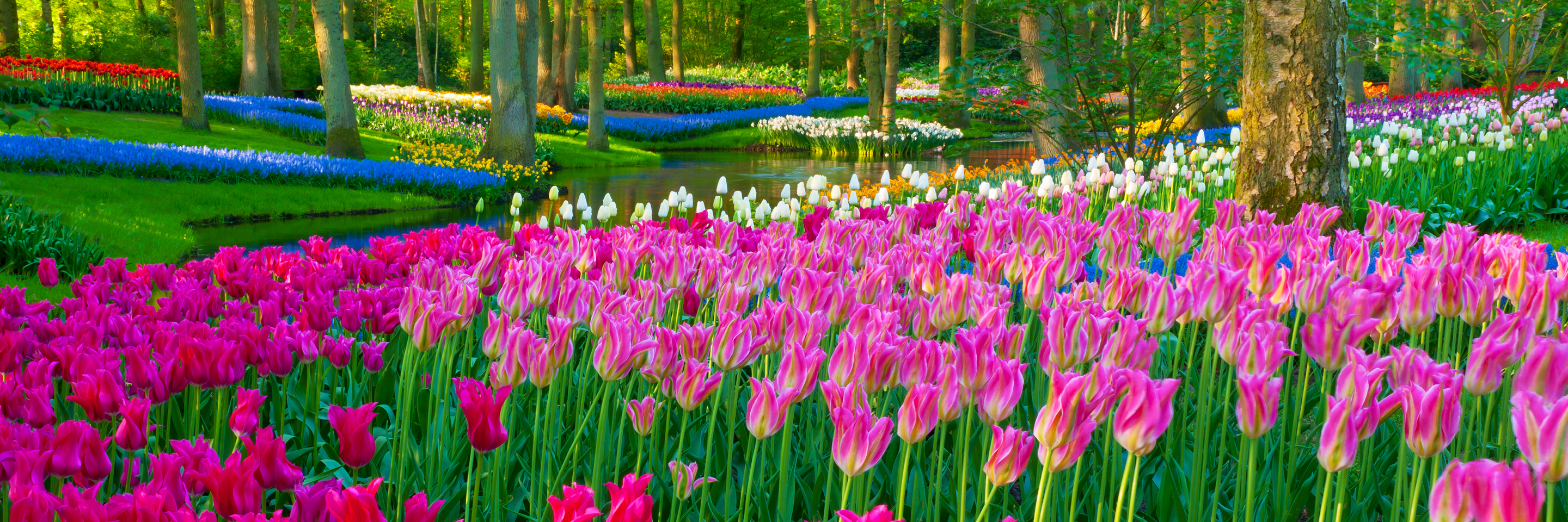 Tulip Time Cruise for Garden & Nature Lovers