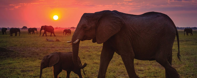 Splendors of South Africa & Victoria Falls with Chobe
  National Park