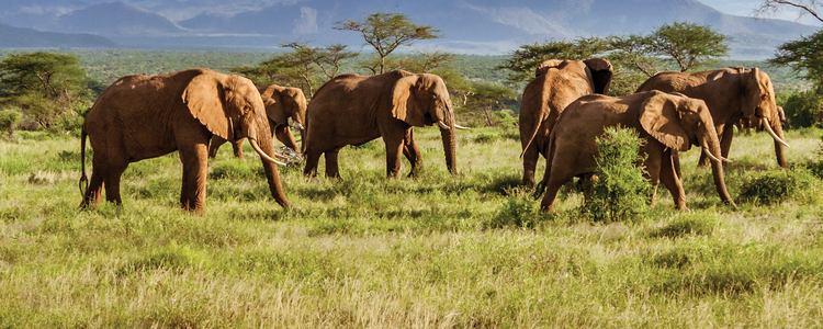 Timeless Wonders of Southern Africa
