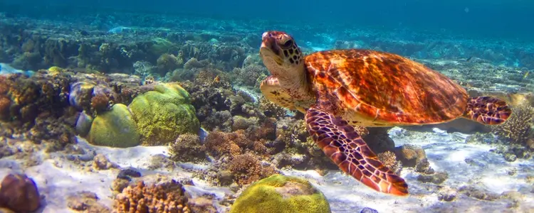 Southern Australia & Tasmania Unveiled with Cairns and the Great Barrier Reef