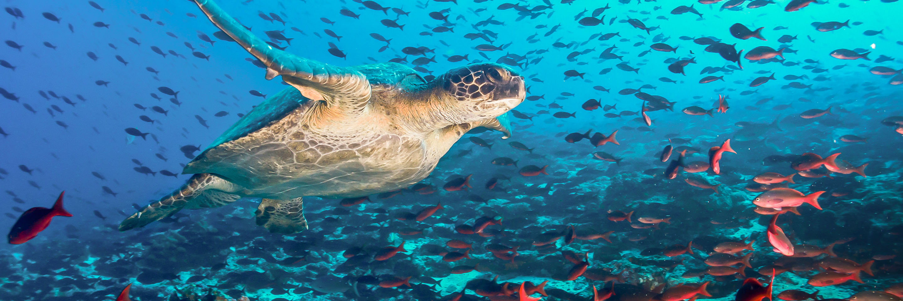 South America Tour Packages Globus Escorted Tours