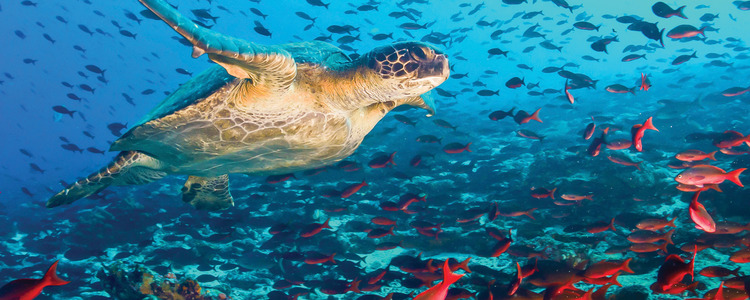 Ultimate South America with Galapagos Cruise