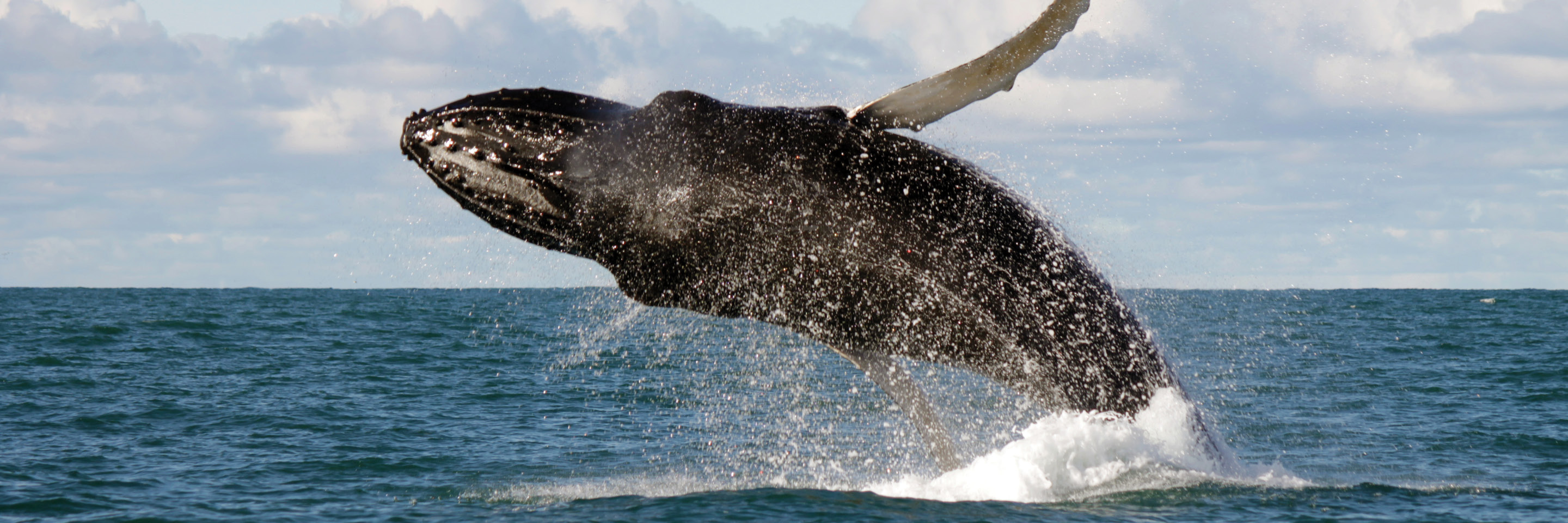 Gems of Iceland with Whale Watching