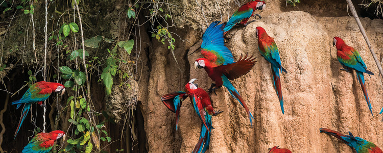 Amazon Tour - Globus® Peru