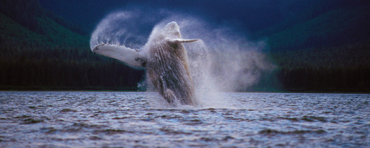 Grand Western Canada Vacation with Alaska Cruise