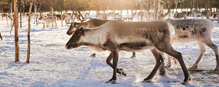 <p>Finland Escape</p>