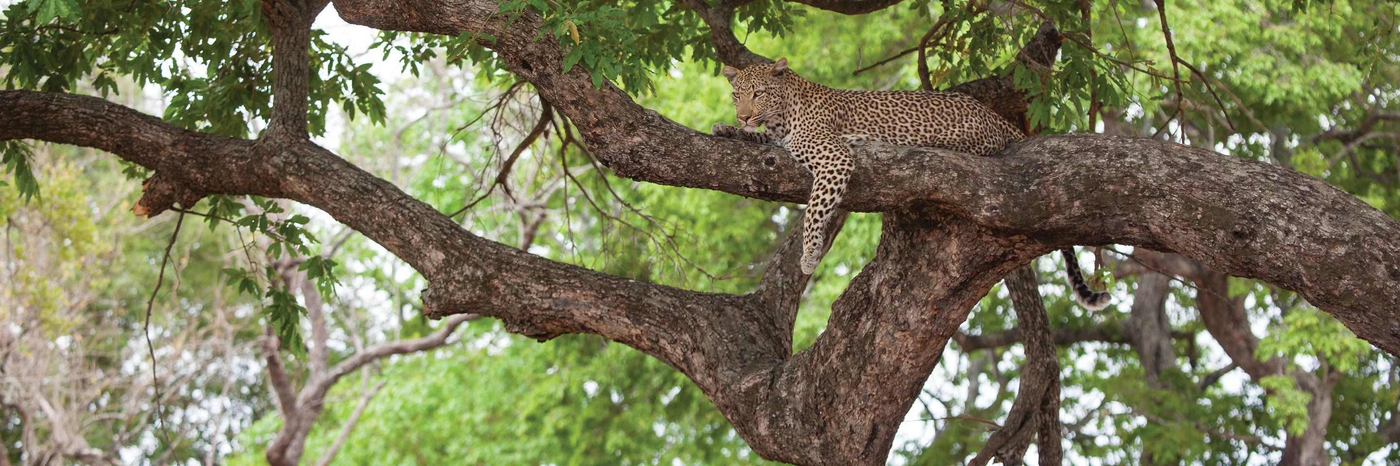 independent-south-african-sojourn-globus-south-african-safari